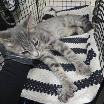 Twinkle Toes -  Domestic Short Hair Cat for Adoption in Pasadena, California - Twinkle Toes | PetCurious