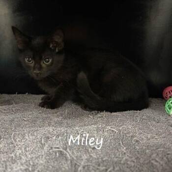 Miley -  Domestic Short Hair Cat for Adoption in Yucaipa, California - Miley | PetCurious