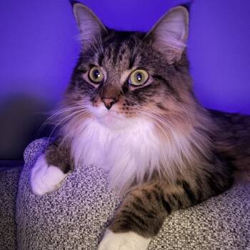 Harper -  Maine Coon Cat for Adoption in Bloomfield, Connecticut - Harper | PetCurious