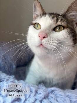 Spots -  Domestic Short Hair Cat for Adoption - Spots | PetCurious
