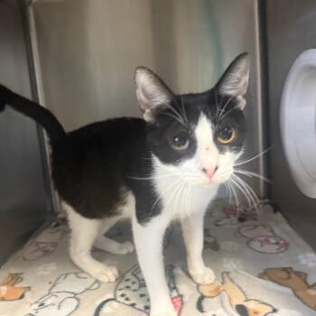 Kahvi -  Domestic Short Hair Cat for Adoption in Lakeland, Florida - Kahvi | PetCurious
