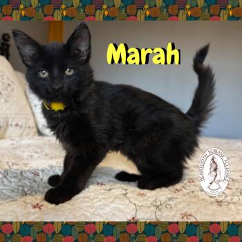 Rescue Domestic Medium Hair Cats for Adoption in Red Lodge, Montana - Marah | PetCurious