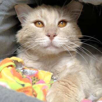 Domestic Long Hair Cats Available for Adoption in Michigan City, Indiana - Chandler | PetCurious