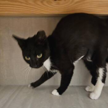 Fiziewizie -  Domestic Short Hair Cat Available for Adoption in Boston, Massachusetts - Fiziewizie | PetCurious