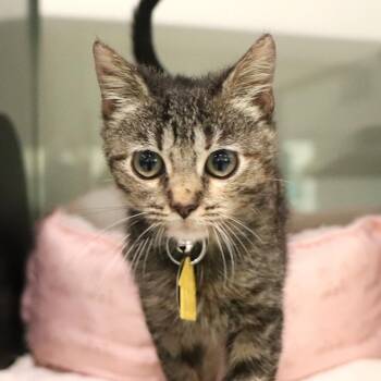 Gallium -  Domestic Short Hair Cat for Adoption in Port Washington, New York - Gallium | PetCurious