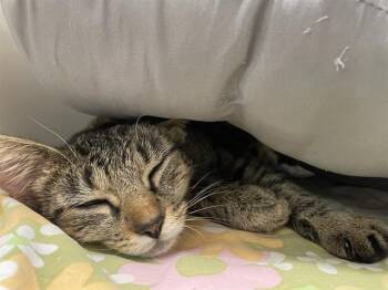 CELIA MAE -  Domestic Short Hair Cat for Adoption in Sugar Land, Texas - CELIA MAE | PetCurious