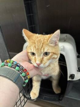 Hal - ADOPTED -  Domestic Short Hair Cat for Adoption in Atlanta, Georgia - Hal - ADOPTED | PetCurious