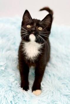 Puff -  Domestic Short Hair Cat for Adoption in Covington, Louisiana - Puff | PetCurious