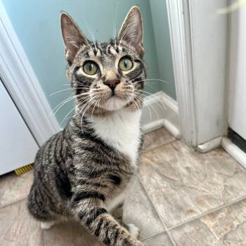 Rescue Domestic Short Hair Cats for Adoption in Gibsonia, Pennsylvania - Maple | PetCurious