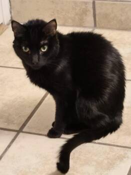 Domestic Short Hair Cats Available for Adoption in Burnaby, British Columbia - Bowie | PetCurious