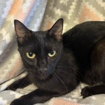 Rescue Domestic Short Hair Cats for Adoption - Moon | PetCurious