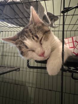 Rescue Domestic Short Hair Cats for Adoption in Raleigh, North Carolina - Sour Cream | PetCurious