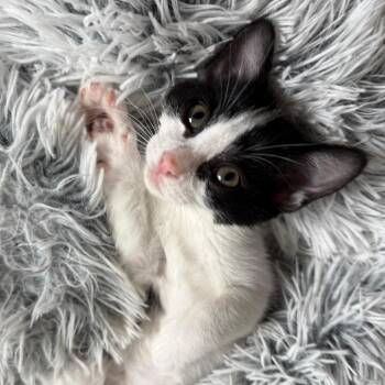 Domestic Short Hair Cats Available for Adoption in Austin, Texas - New York Cheesecake 3 | PetCurious