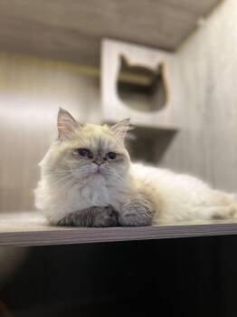 Misty, the Pretty Persian -  Persian and Domestic Long Hair Cat for Adoption in Franklin Township, New Jersey - Misty, The Pretty Persian | PetCurious