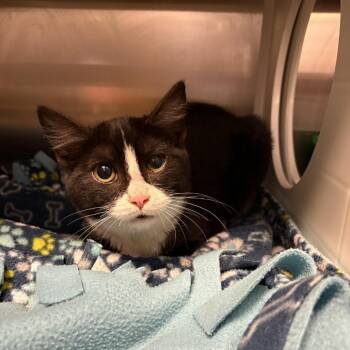 Domestic Short Hair Cats Available for Adoption - Connor | PetCurious