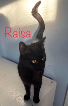 Raisa -  Domestic Short Hair Cat Available for Adoption in Snyder, Texas - Raisa | PetCurious