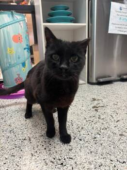 Georgie Park -  Domestic Short Hair Cat for Adoption in Chandler, Arizona - Georgie Park | PetCurious