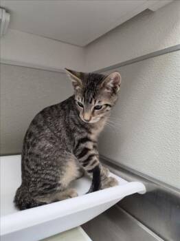 BUTTERCUP -  Domestic Short Hair Cat for Adoption in Tracy, California - BUTTERCUP | PetCurious