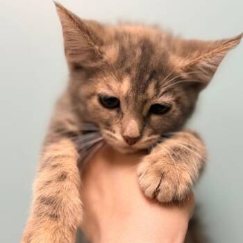 Domestic Short Hair Cats Available for Adoption in Columbus, Georgia - Armani | PetCurious