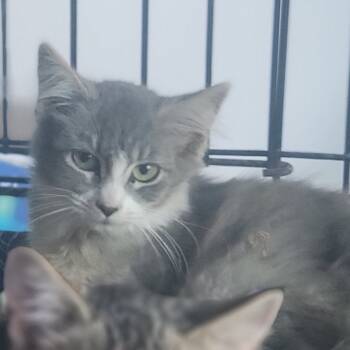 Rescue Domestic Medium Hair Cats for Adoption in Rochester, Minnesota - Marsh 941000030873888 | PetCurious