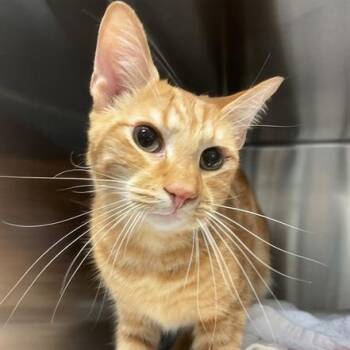 Rowdy -  Domestic Short Hair Cat for Adoption in Nashville, Tennessee - Rowdy | PetCurious