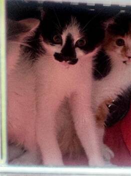 Domestic Short Hair Cats Available for Adoption in Houston, Texas - A656650 | PetCurious