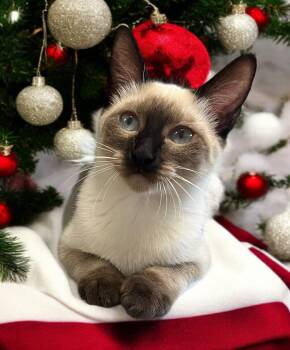 Rescue Siamese and Domestic Short Hair Cats for Adoption in Hillsboro, Texas - Mystic — A Holiday Starlet With Stunning Sapphire Eyes! | PetCurious