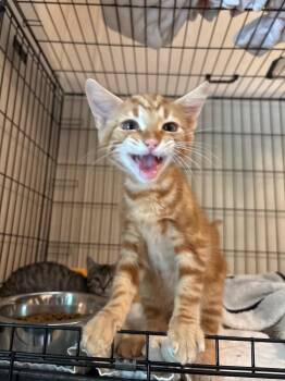 Orange Boy -  Domestic Short Hair Cat for Adoption in Parsons, West Virginia - Orange Boy | PetCurious