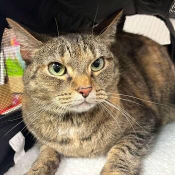 Kittles -  Domestic Short Hair Cat for Adoption in Gadsden, Alabama - Kittles | PetCurious