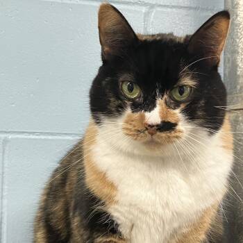 Rescue Domestic Short Hair Cats for Adoption in Leesburg, Florida - Missy | PetCurious