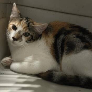 Lola -  Domestic Short Hair Cat for Adoption in Hohenwald, Tennessee - Lola | PetCurious