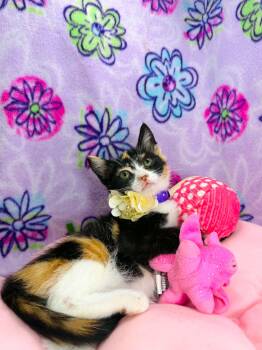 Garnet -  Domestic Short Hair Cat for Adoption in Tavares, Florida - Garnet | PetCurious