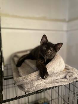 Yanni -  Domestic Short Hair Cat for Adoption in Trenton, New Jersey - Yanni | PetCurious