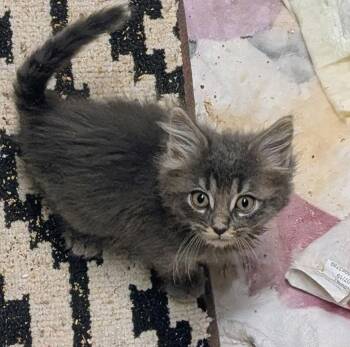 Bayou -  Domestic Long Hair Cat for Adoption in Hagaman, New York - Bayou | PetCurious