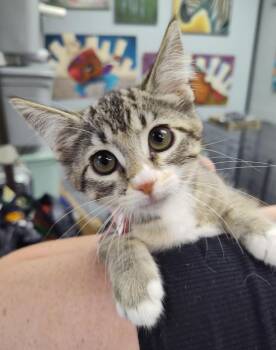Firefly -  Domestic Short Hair Cat for Adoption in Columbus, Ohio - Firefly | PetCurious