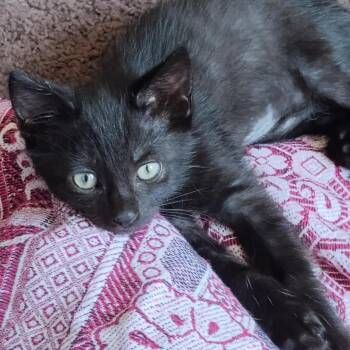 Rescue Domestic Short Hair Cats for Adoption in Springfield, Ohio - Quinn | PetCurious