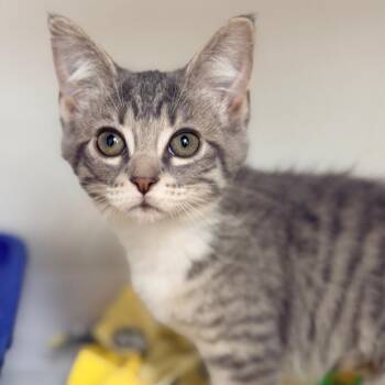 Dot -  Domestic Short Hair Cat Available for Adoption in Champaign, Illinois - Dot | PetCurious