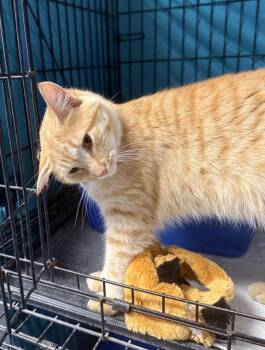 Goose -  Domestic Short Hair Cat for Adoption in Hartford City, Indiana - Goose | PetCurious