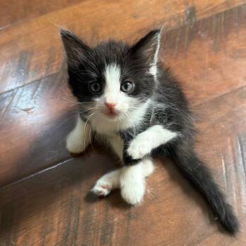 Sparta -  Domestic Short Hair Cat for Adoption in Fairmont, West Virginia - Sparta | PetCurious
