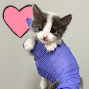 Domestic Medium Hair Cats Available for Adoption in Spring Hill, Kansas - Rorie | PetCurious