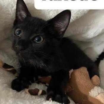Tuxedo -  Domestic Short Hair Cat for Adoption in Orangevale, California - Tuxedo | PetCurious