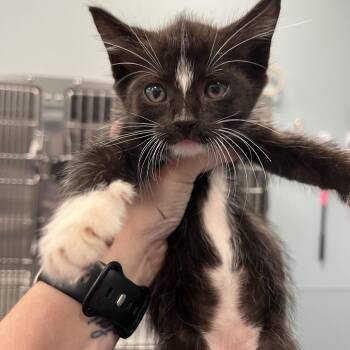 Kaiser Roll -  Domestic Short Hair Cat Available for Adoption in Greensboro, North Carolina - Kaiser Roll | PetCurious