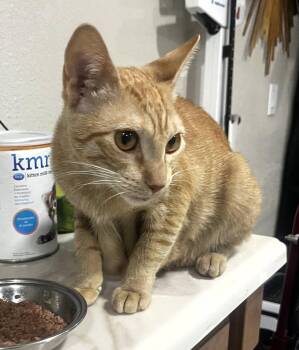 Gabby -  Domestic Short Hair and Tabby Cat Available for Adoption in Pompano Beach, Florida - Gabby | PetCurious