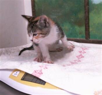 BEYONCE -  Domestic Short Hair Cat for Adoption in Houston, Texas - BEYONCE | PetCurious