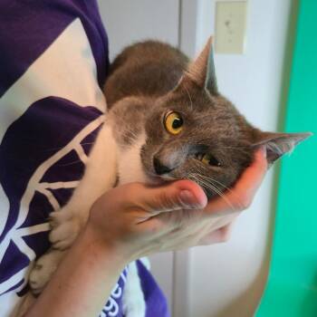 Sally -  Domestic Short Hair Cat for Adoption in San Antonio, Texas - Sally | PetCurious