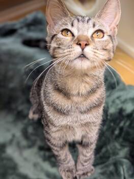 Titania -  Tabby and Domestic Short Hair Cat for Adoption in Pearland, Texas - Titania | PetCurious