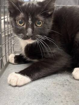 LITTLE GUY -  Domestic Short Hair Cat Available for Adoption in Las Vegas, Nevada - LITTLE GUY | PetCurious