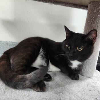 Rescue Domestic Short Hair Cats for Adoption in Gainesville, Florida - Peppercorn | PetCurious