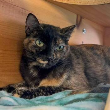 Tangerine -  Domestic Short Hair Cat for Adoption in Circleville, Ohio - Tangerine | PetCurious