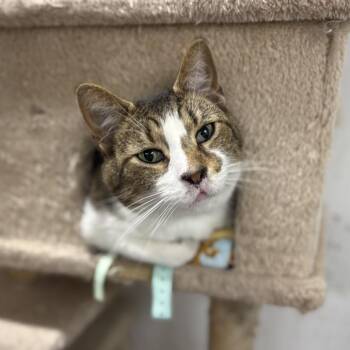Domestic Short Hair Cats Available for Adoption in Evansville, Indiana - Tiger | PetCurious